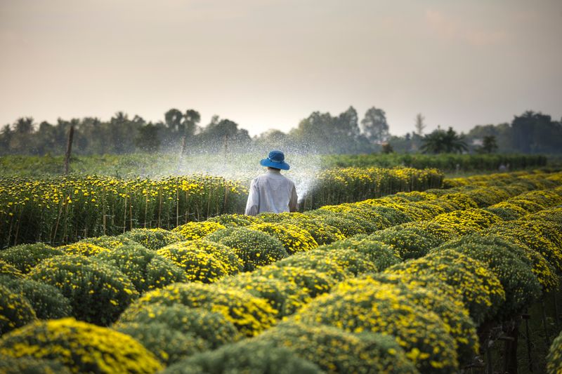 Sistema de irrigação por gotejamento em morangueiro