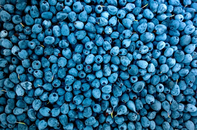Produção de morango em estufa