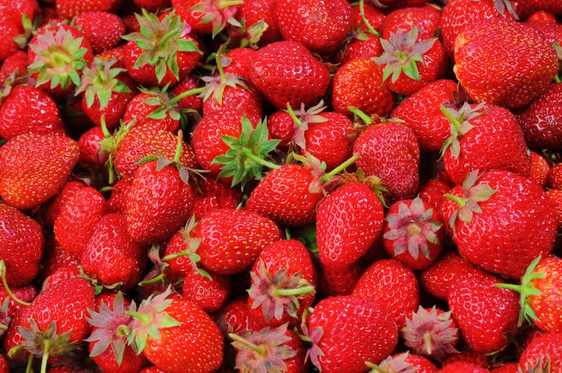 Morango: a cultura mais sensível a sais do Brasil